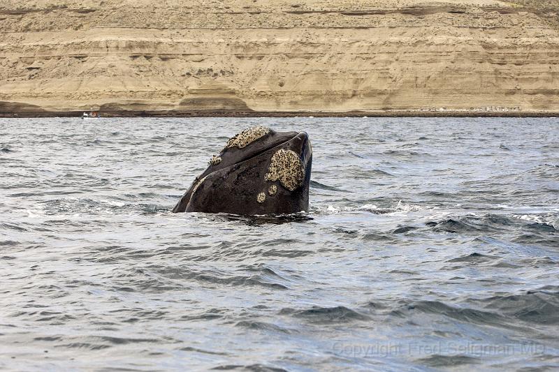 20071209 150625 D2X (3) c4175x2775 v3.jpg - Right Whale at Puerto Piramides, Argentina.  The head region is covered by numerous horny growth (callosites).  There are over 200 horny black plates with more whitish bristles that hang from the upper jaw and strain plankton from the seawater.